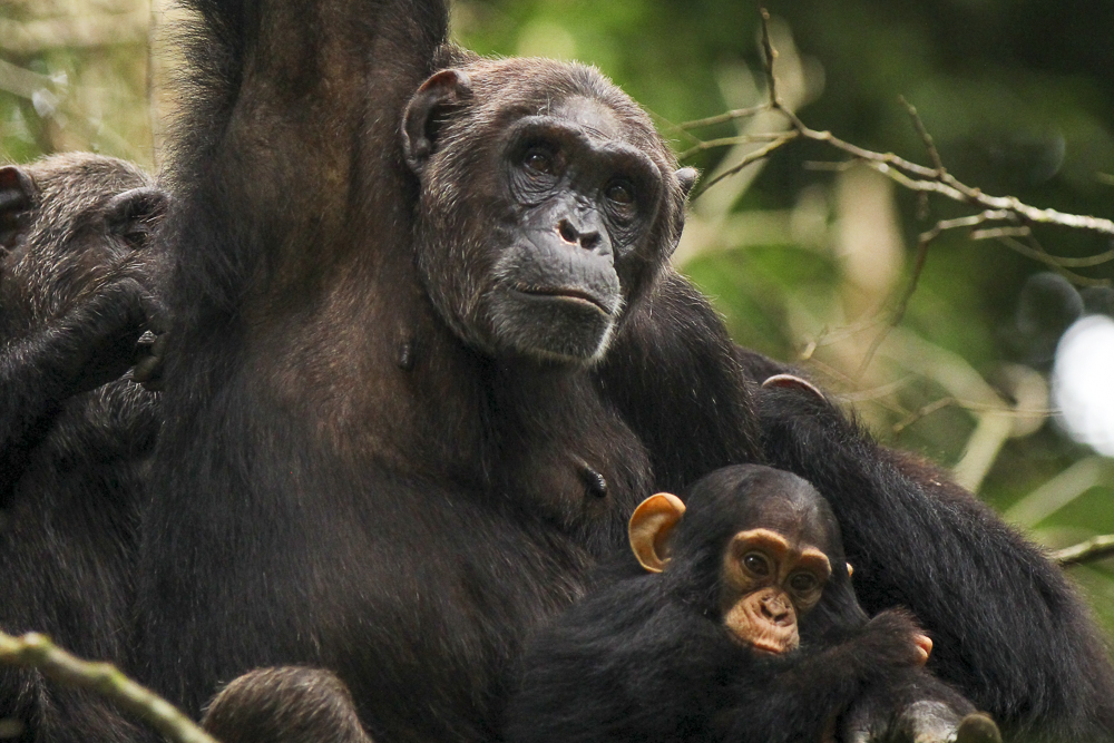 Kibale Forest National Park